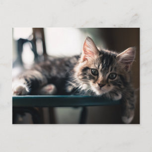 Young Male Tabby Cat 2 Postcard