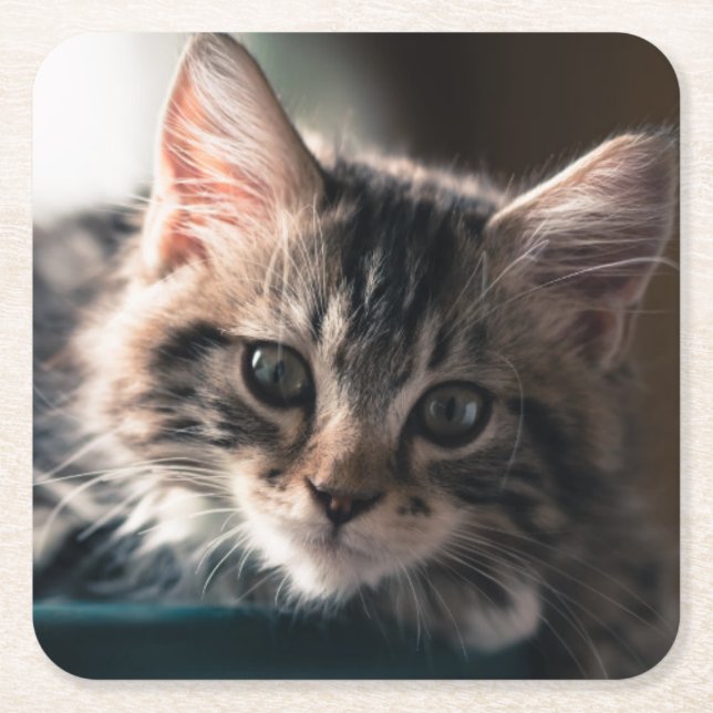 Young Male Tabby Cat 2 Square Paper Coaster (Front)