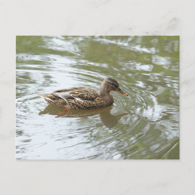 Young Mallard Duck - Roath Park Lake, Cardiff, UK Postcard (Front)