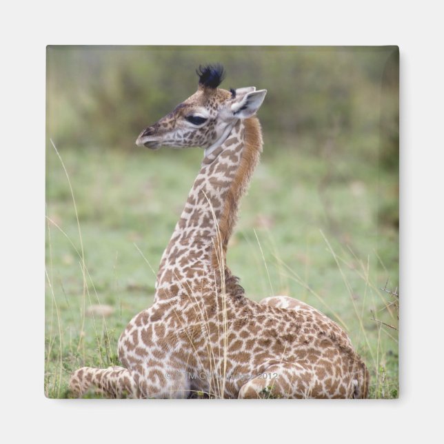 Young Masai Giraffe (Giraffa camelopardalis Magnet (Front)
