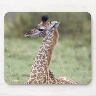 Young Masai Giraffe (Giraffa camelopardalis Mouse Pad