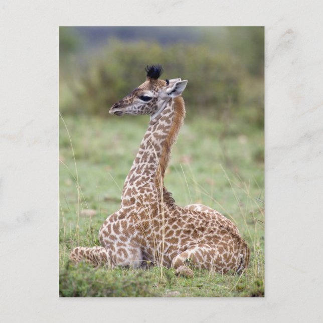 Young Masai Giraffe (Giraffa camelopardalis Postcard (Front)