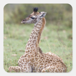 Young Masai Giraffe (Giraffa camelopardalis Square Sticker
