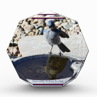 Young mighty blue bird viewing himself in pond. photo block