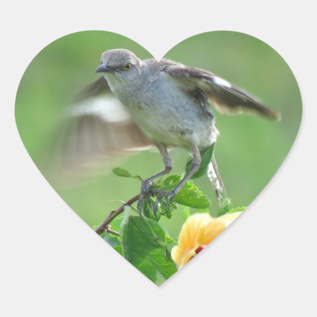 Young Mockingbird bird Stickers (Front)