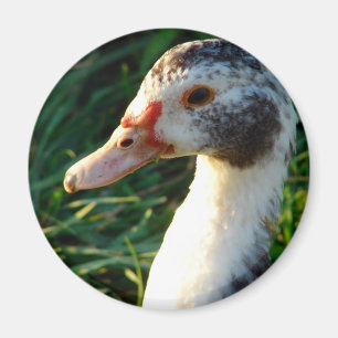 Young Muscovy Hen Duck Magnet