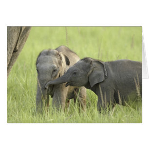 Young ones of Indian / Asian Elephant
