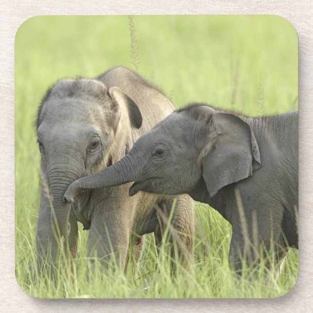 Young ones of Indian / Asian Elephant Coaster (Front)