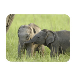 Young ones of Indian / Asian Elephant Magnet