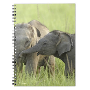 Young ones of Indian / Asian Elephant Notebook