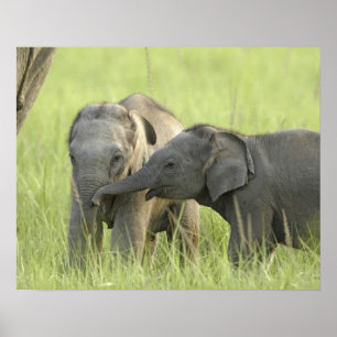 Young ones of Indian / Asian Elephant Poster