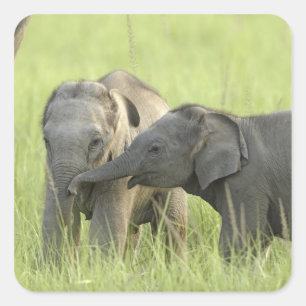 Young ones of Indian / Asian Elephant Square Sticker