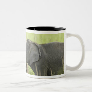 Young ones of Indian / Asian Elephant Two-Tone Coffee Mug