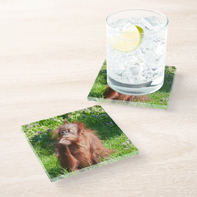 Young Orangutan Deep in Thought Glass Coaster (Angled)