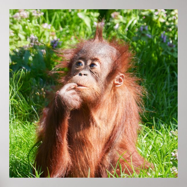 Young Orangutan Deep in Thought Poster (Front)