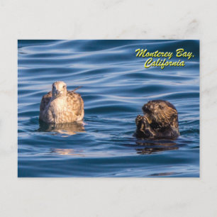 Young Otter-Monterey Bay, California Postcard