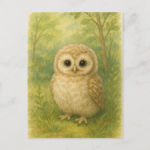Young Owl Baby Wild Animals Postcard