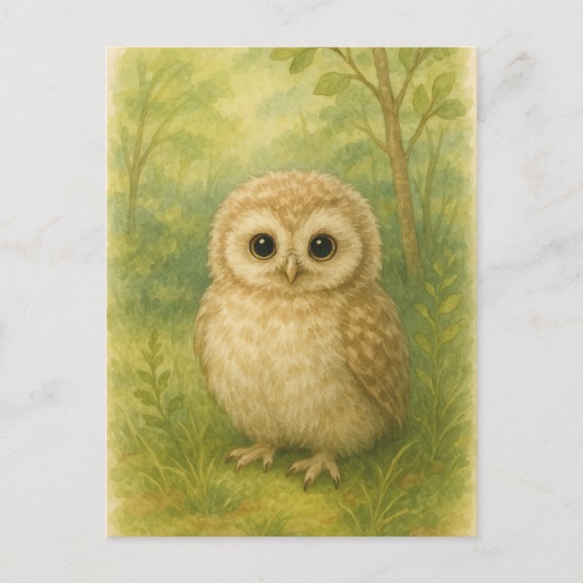 Young Owl Baby Wild Animals Postcard (Front)