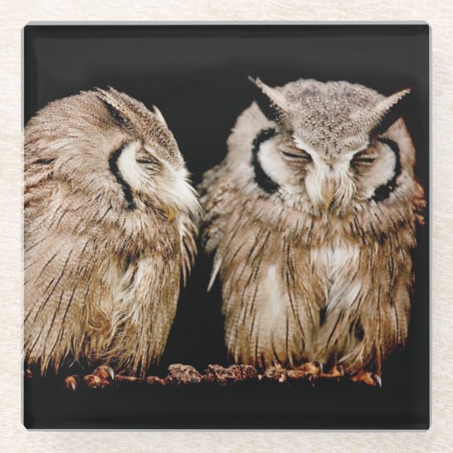 Young Owlets Glass Coaster (Front)