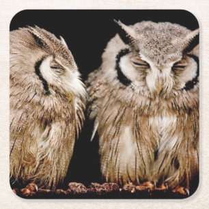 Young Owlets Square Paper Coaster
