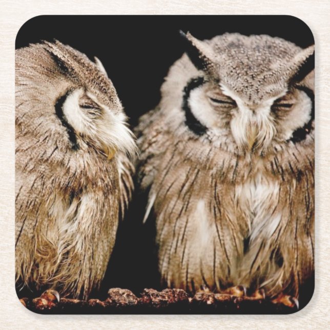 Young Owlets Square Paper Coaster (Front)