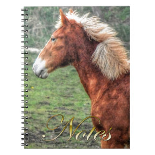 Young Palomino Colt Horse-lover's Design Notebook