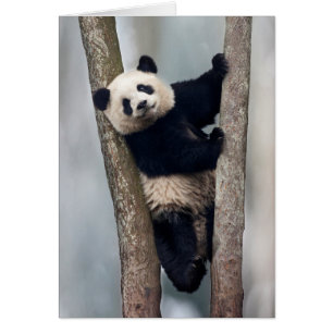 Young Panda climbing a tree, China