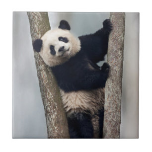 Young Panda climbing a tree, China Ceramic Tile