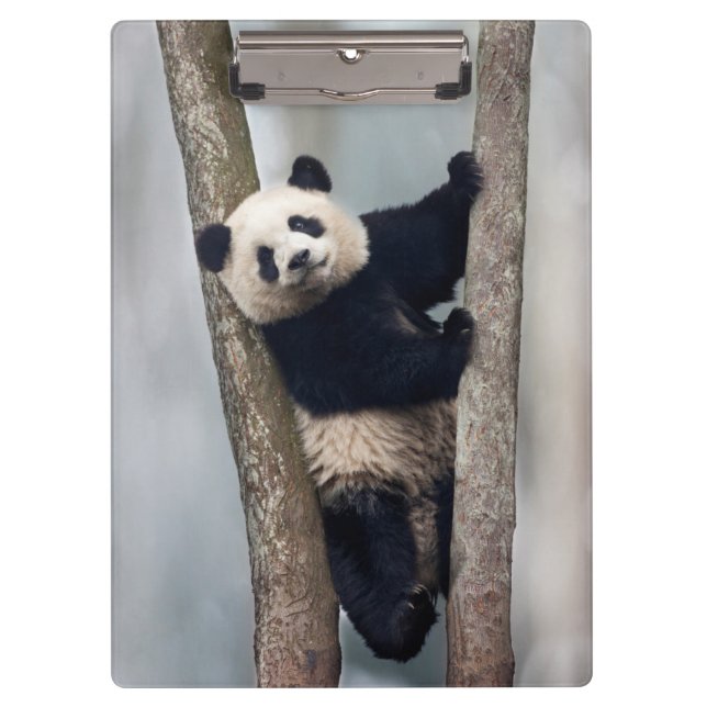 Young Panda climbing a tree, China Clipboard (Front)