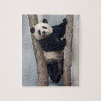 Young Panda climbing a tree, China