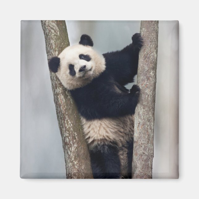Young Panda climbing a tree, China Magnet (Front)