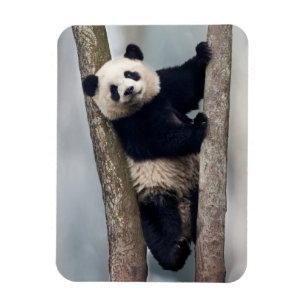 Young Panda climbing a tree, China Magnet