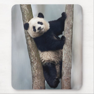 Young Panda climbing a tree, China Mouse Pad