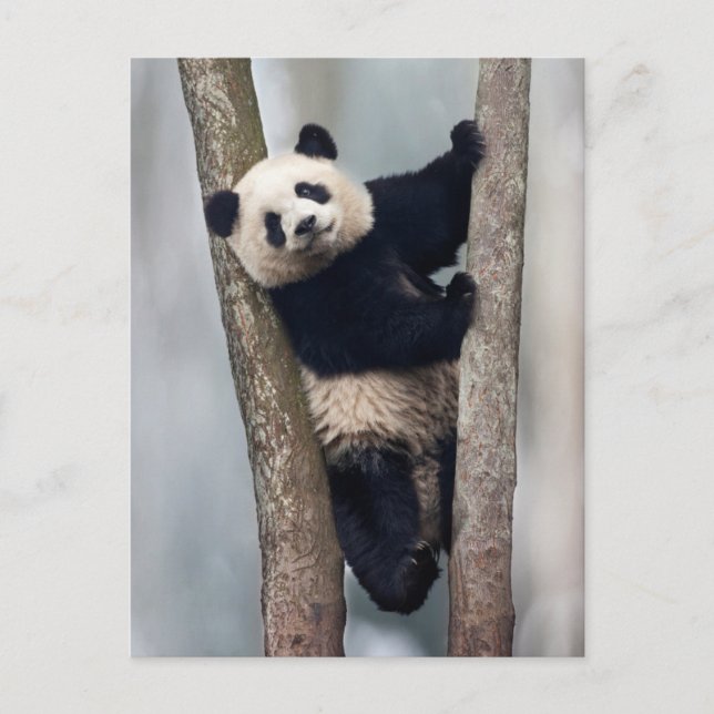 Young Panda climbing a tree, China Postcard (Front)