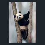 Young Panda climbing a tree, China Poster<br><div class="desc">China,  Chengdu,  Chengdu Panda Base. Baby giant panda in tree.  | Jaynes Gallery / DanitaDelimont.com</div>