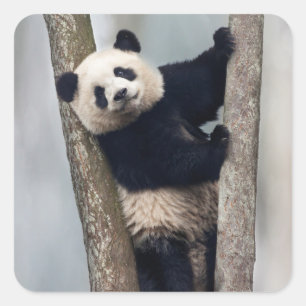 Young Panda climbing a tree, China Square Sticker