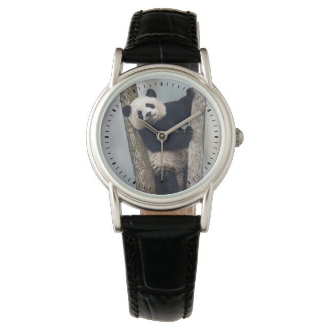 Young Panda climbing a tree, China Watch (Front)