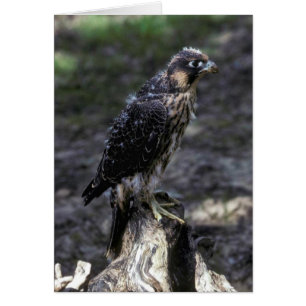 Young Peregrine Falcon
