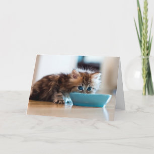 Young Persian Kitten Card