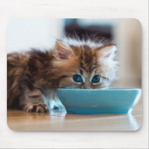 Young Persian Kitten Mouse Pad