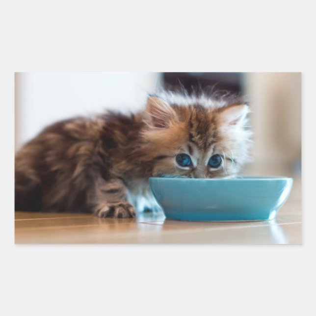 Young Persian Kitten Rectangular Sticker (Front)