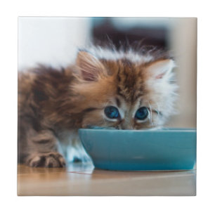 Young Persian Kitten Tile