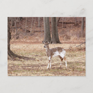 Young piebald deer holiday postcard