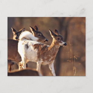 Young piebald deer postcard