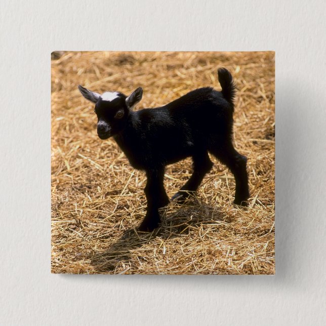 Young Pigmy Goat 15 Cm Square Badge (Front)