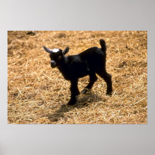 Young Pigmy Goat Poster