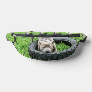 Young Playful Staffordshire Bull Terrier, Bum Bags