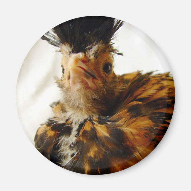 Young Polish Magnet (Front)