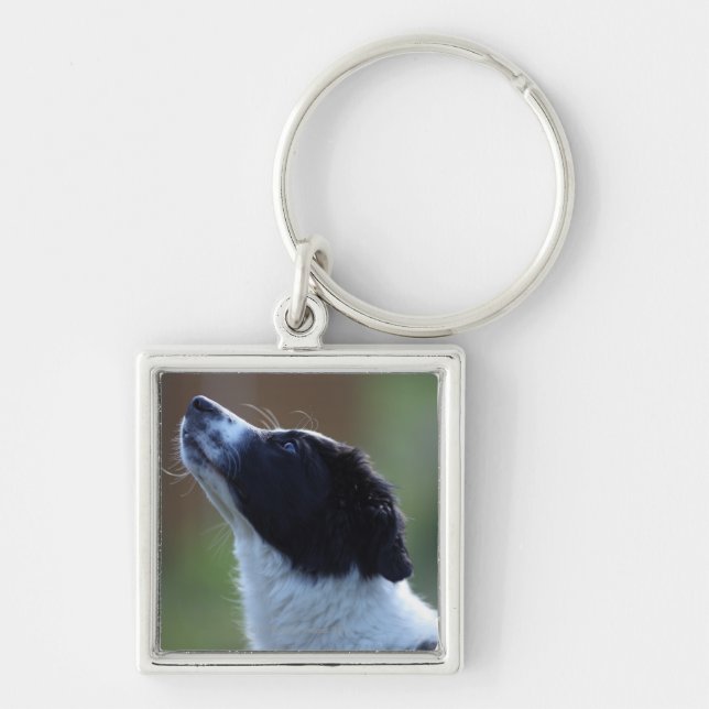 young pup Border Collie Key Ring (Front)