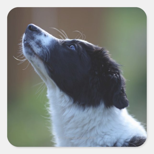 young pup Border Collie Square Sticker (Front)